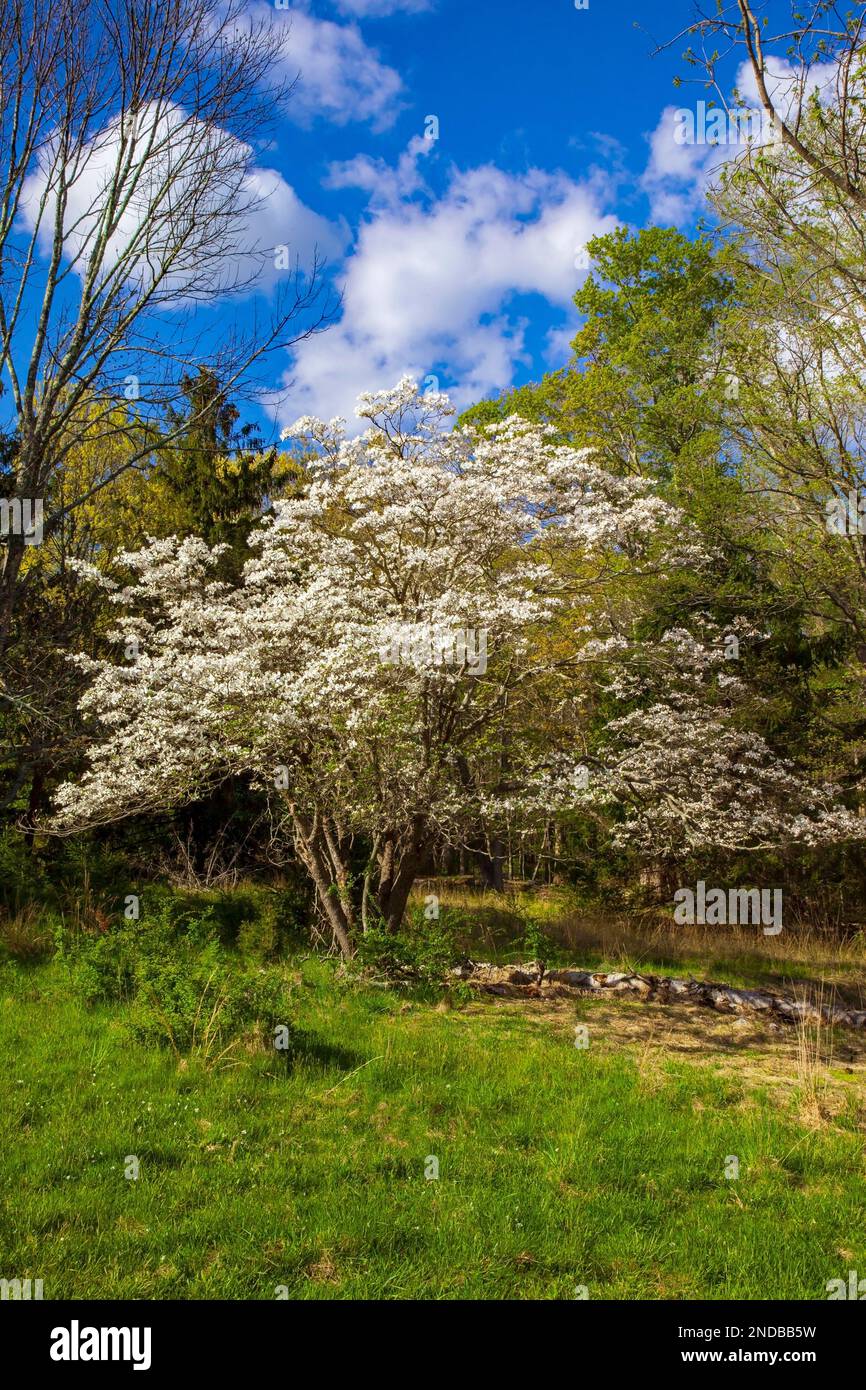 Blühendes Dogwood im Delaware Water Gap National Recreation Area, Pennsylvania Stockfoto