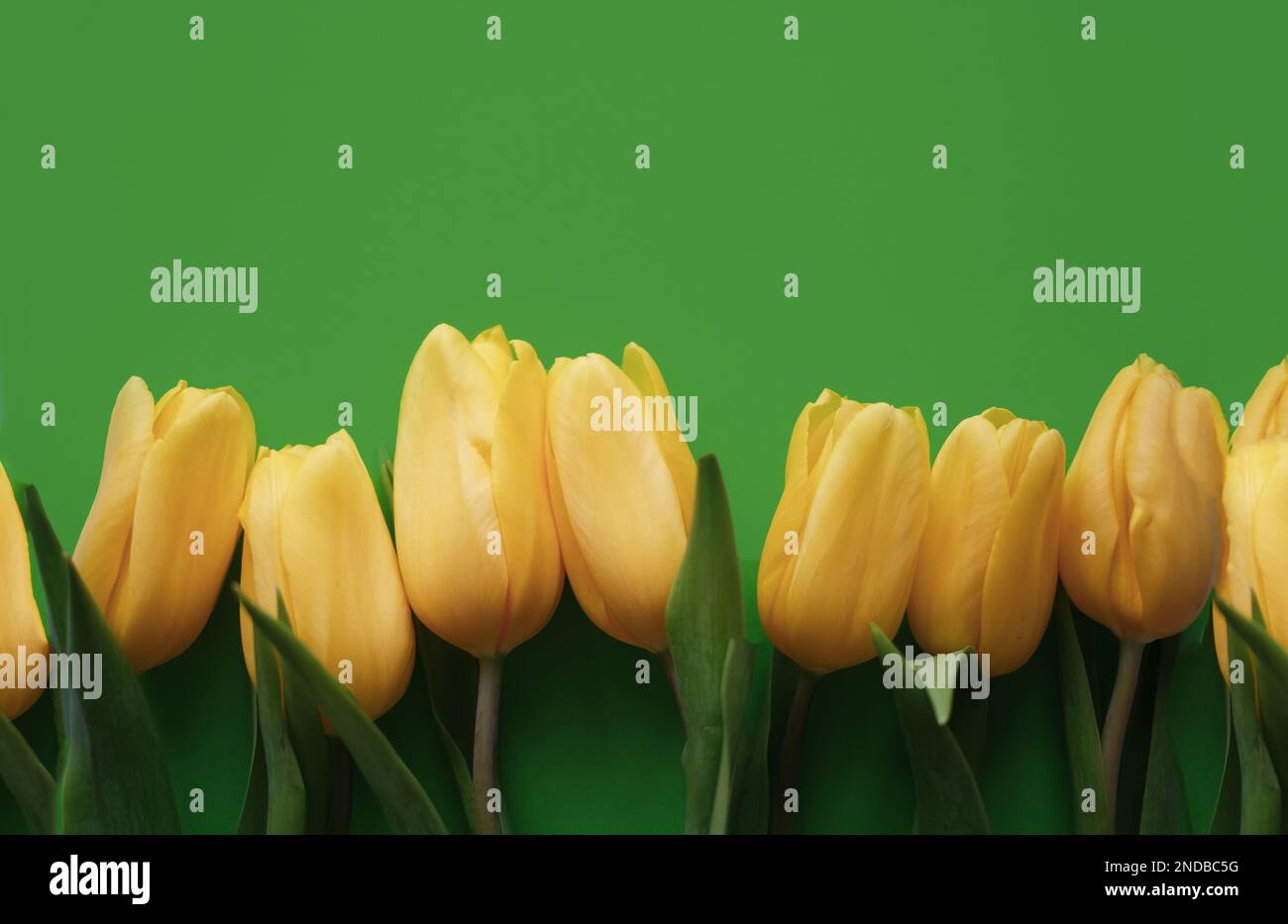 Blumenzusammensetzung. Gelbe Tulpenblüten auf grünem Hintergrund. Frühlings- und Sommerkonzept Stockfoto