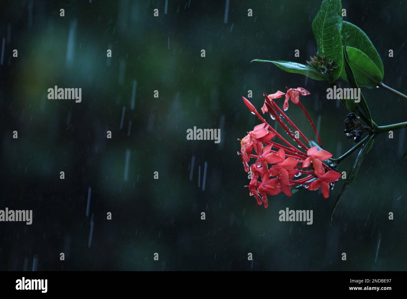 An regnerischen Tagen fallen Regentropfen auf das Milchkraut oder die Orangenblume des Schmetterlings Stockfoto