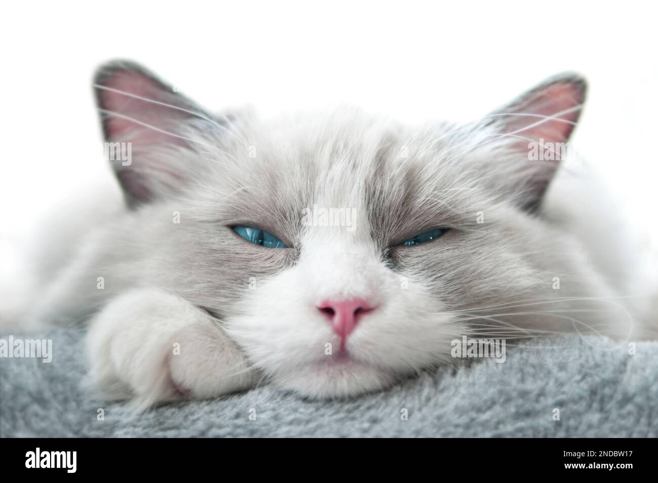 Weiße Ragdoll-Katze mit schielenden Augen. Schließen. Geringe Schärfentiefe. SDF. Stockfoto