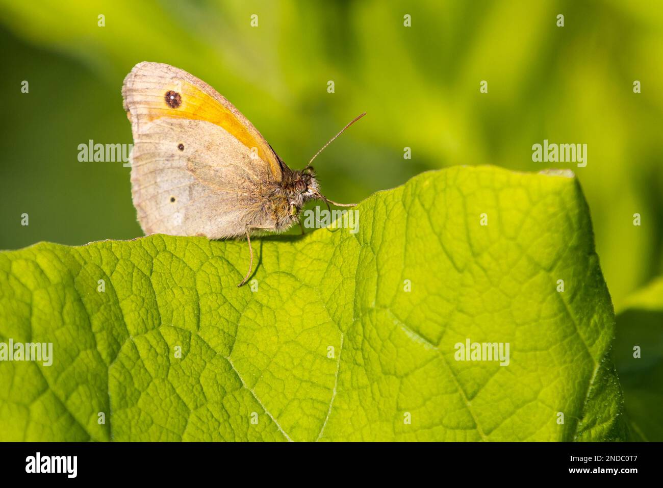 Torwächter (Pyronia tithonus) Schmetterling auf einem Blatt Stockfoto