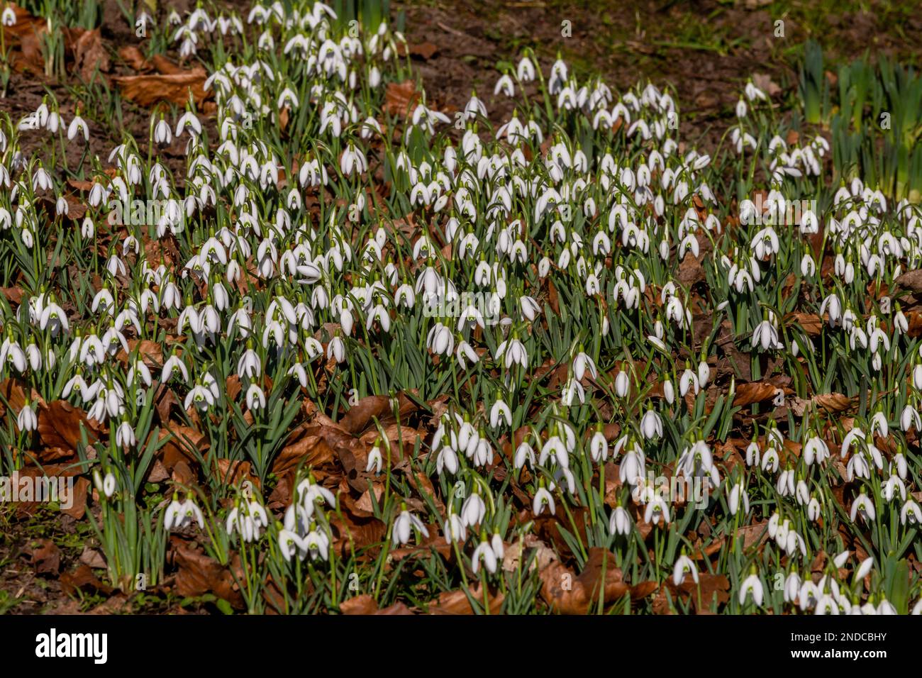 Schneeglöckchen (galanthus) bedecken den Boden im Spätwinter. Stockfoto