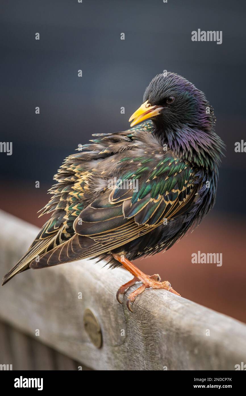 Starling (Sturnus vulgaris) auf der Rückseite einer Bank Stockfoto