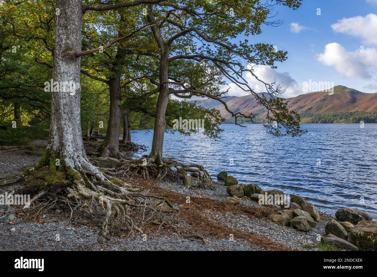 Bäume mit Wurzeln im Derwentwater Lake District uk Stockfoto