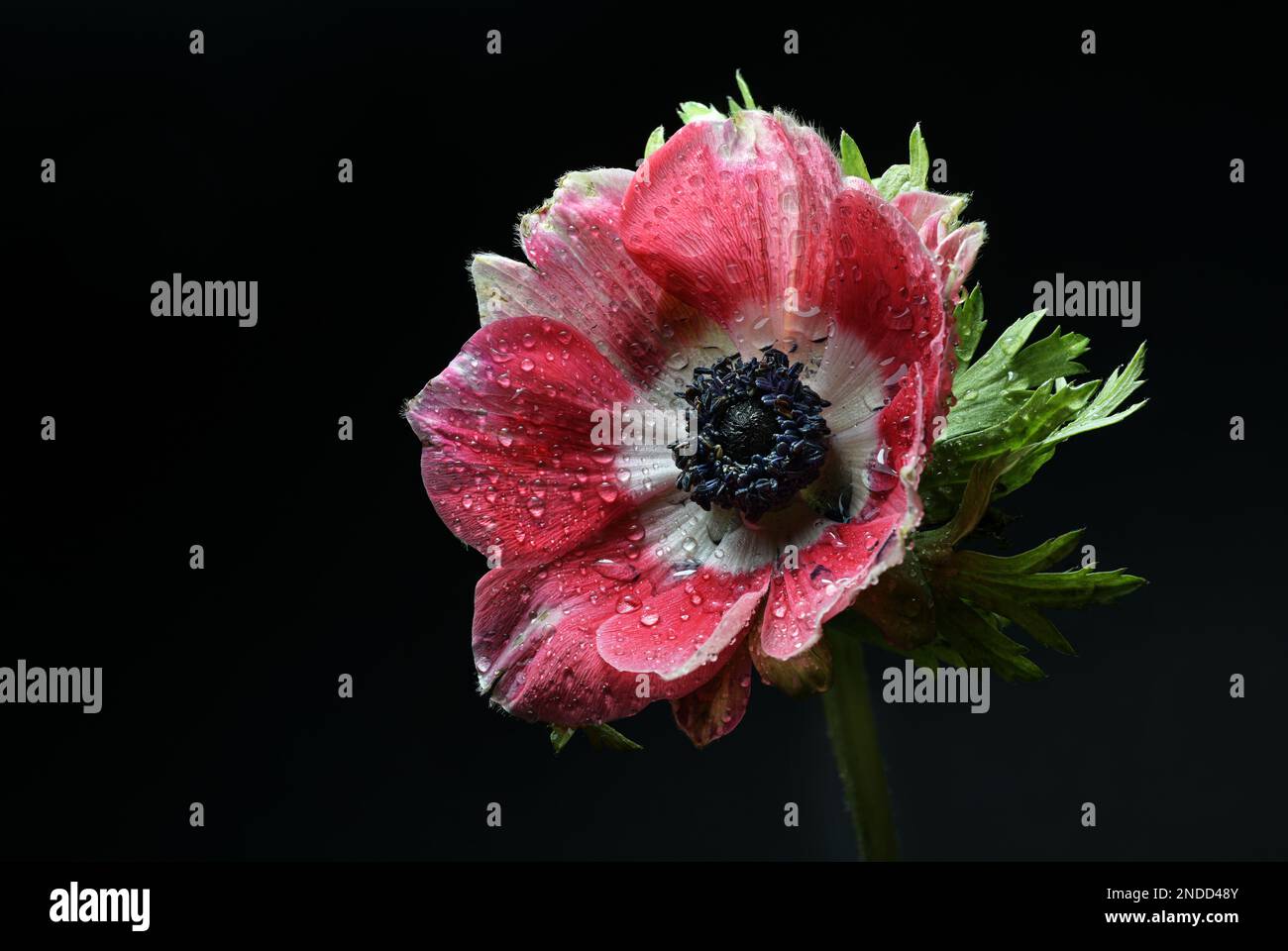 Weite, offene rosa Anemonblume mit Wassertropfen auf den Blüten und schwarze Pollen in der Mitte, dunkler Hintergrund mit Kopierbereich, Nahaufnahme im Studio Stockfoto
