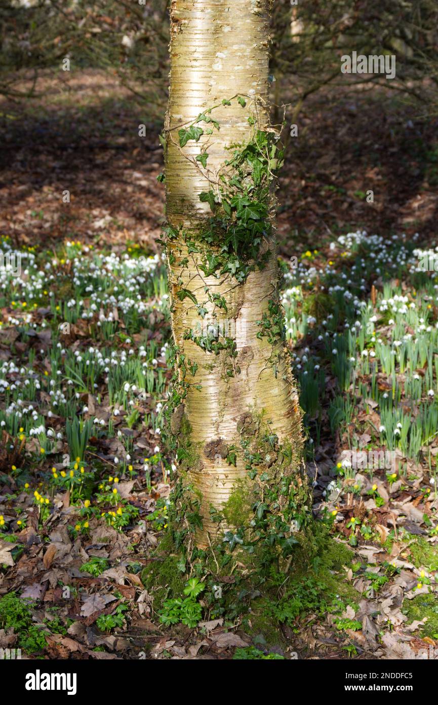 Der Stamm einer Efeu (hedera Helix) bedeckten Birke, die von Schneeglöckchen umgeben ist, galanthus nivalis im englischen Waldland Februar Stockfoto