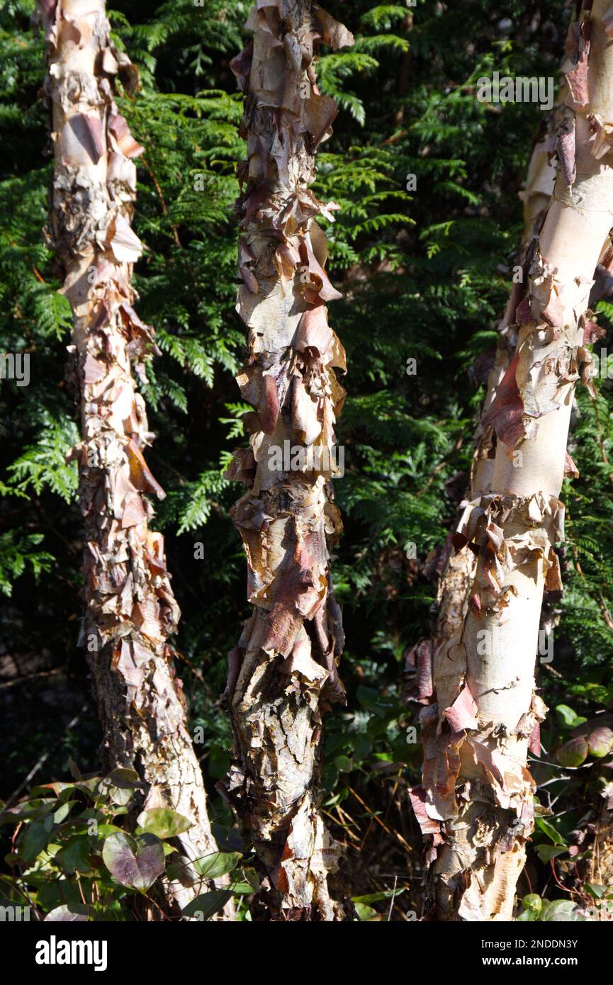Winterkoffer von Betula nigra, auch bekannt als Schwarze, Fluss- oder Wasserbirke in einem britischen Waldgarten im Februar Stockfoto
