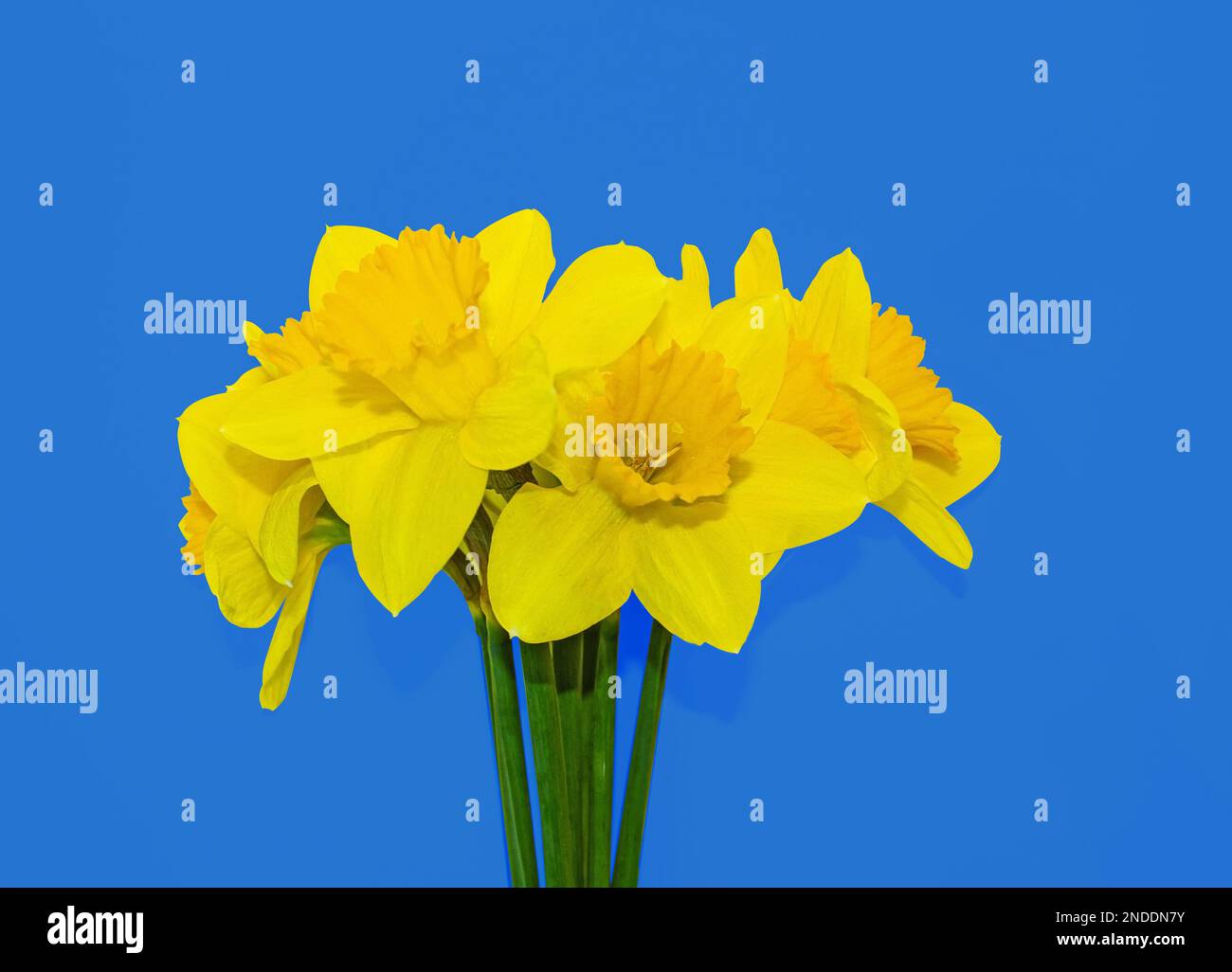 Blauer Hintergrund mit gelben Narzissen ukrainische Flagge, das Konzept des Krieges in der Ukraine in den Farben der Nationalflagge der Unabhängigkeit Ukraine. Freedom Blue und Yello Stockfoto