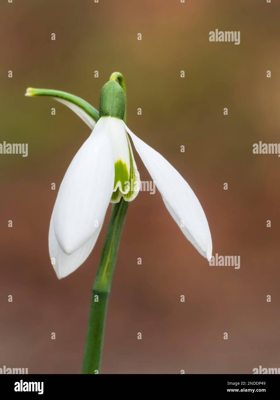 Januar Blume des harten, blühenden Riesenschneefelds, Galanthus elwesii „Orion“ Stockfoto