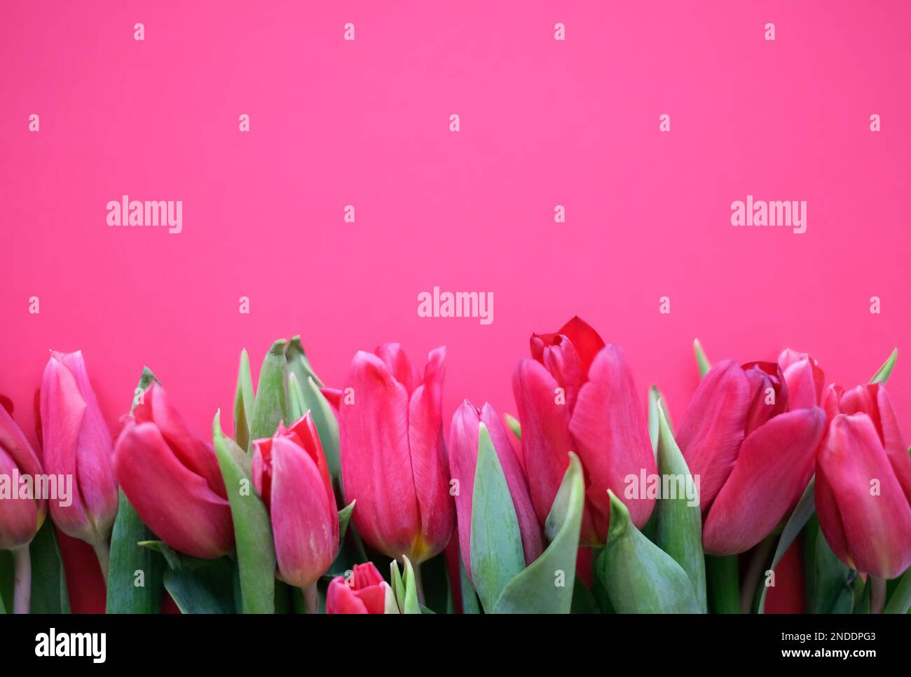 Blumenzusammensetzung. Pinke Tulpenblüten auf weichem pinkfarbenen Hintergrund. Frühlings- und Sommerkonzept Stockfoto