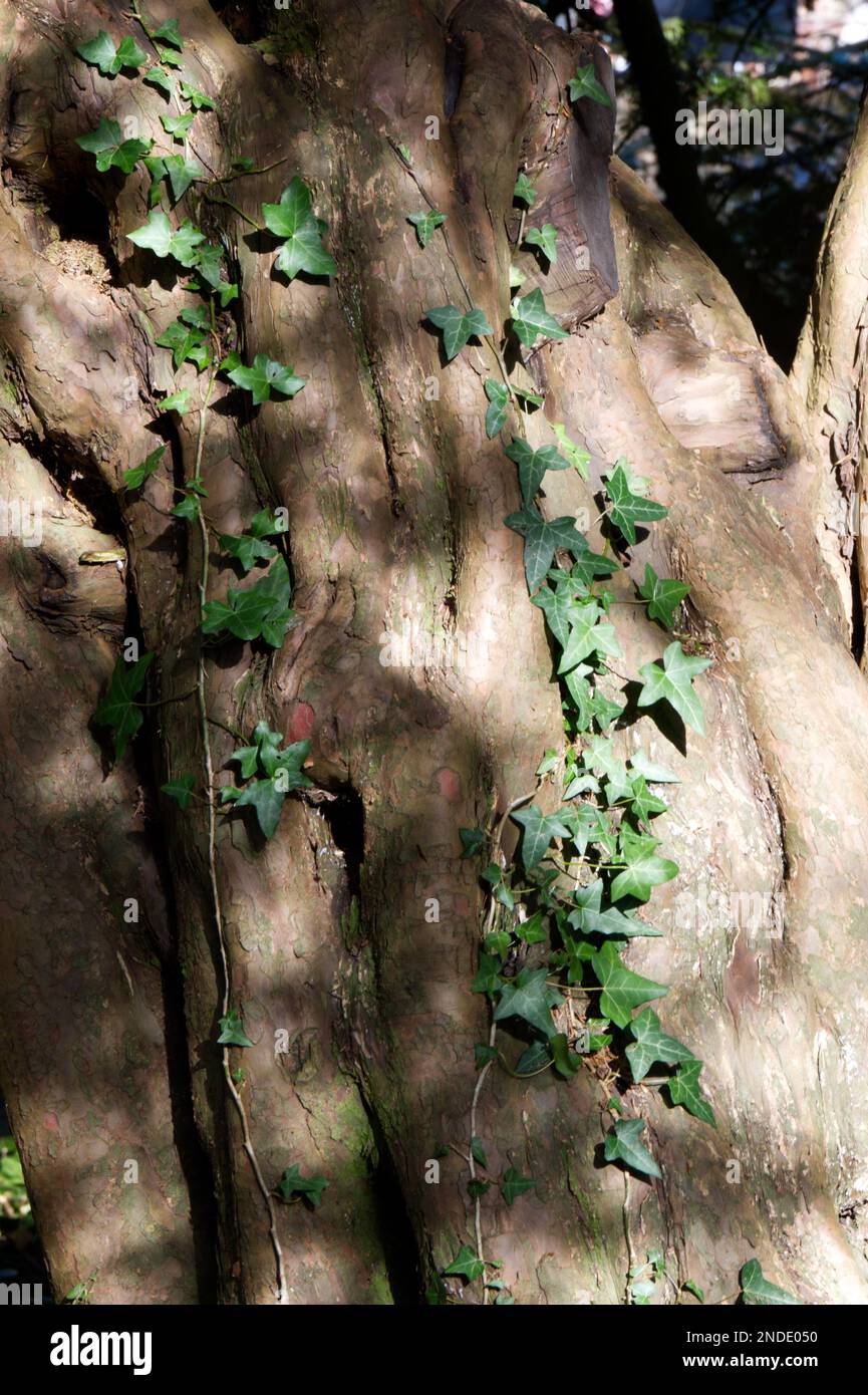 Efeu, Hedera Helix, der im Februar einen englischen Eibenbaum aufwuchs Taxus baccata UK Stockfoto