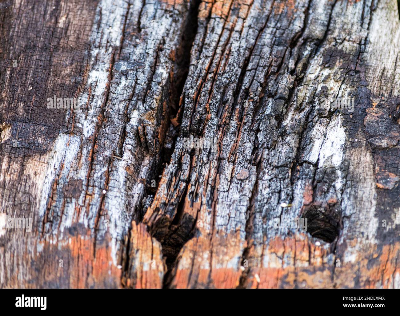 Natürliche Konsistenz einer geschnittenen Baumrinde. Natürliche ungefilterte Designs mit unglaublicher Körnung. Stockfoto