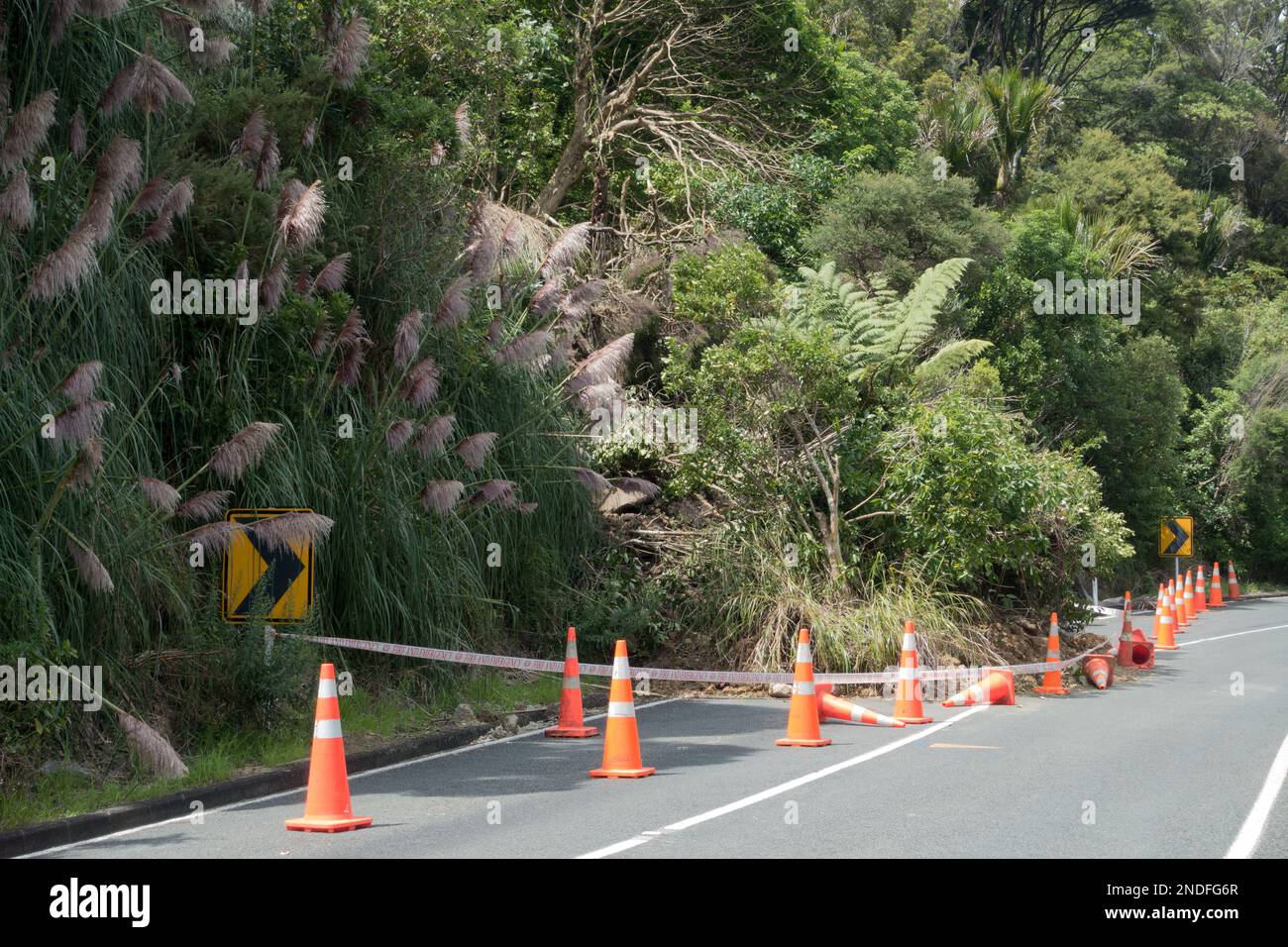 Nach dem tropischen Sturm Cyclone Gabrielle ist ein Landrutschen aufgetreten, der eine halbe Straße blockiert. Orangefarbene Sicherheitskegel sind um den umgestürzten Baum herum angebracht Stockfoto