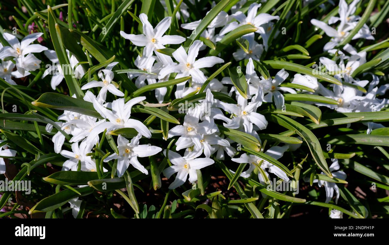 Nahaufnahme blühender weißer scilla luciliae-Blumen. Die ersten bezaubernden weißen Frühlingsblumen. Fragile Bulbuspflanze Spargelfamilie. Hüttengärten. Stockfoto