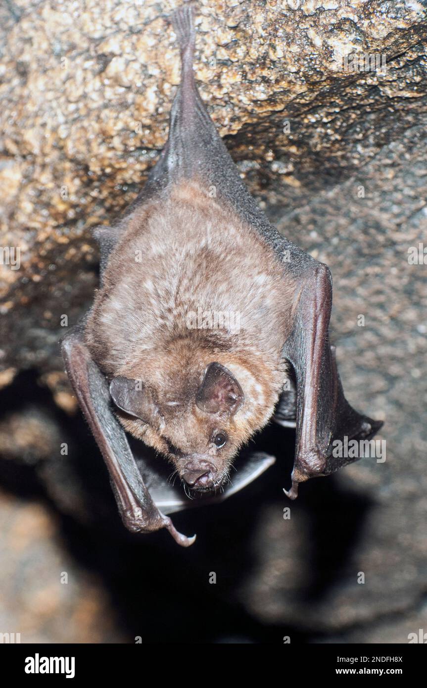 sebas Kurzschwanz-Blattnasen-Fledermaus aus-Nahaufnahme hängt senkrecht an der Höhlendecke Stockfoto