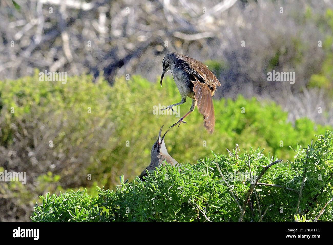 Pacific Grove, Kalifornien, USA. 15. Februar 2023. California Thrashers sind Allesfresser mit einer Ernährung von Insekten bis zu Früchten und Nüssen. Sie sind eine der wichtigsten Arten des kalifornischen Chaparral. Sowohl Männer als auch Frauen singen von den Sträuchern, Manchmal Dueting.California Thrasher integriert oft Imitationen anderer birdsÃ-Songs in sein eigenes Lied. Diese Spezies ist auf der Gelben Beobachtungsliste wegen ihrer eingeschränkten Reichweite. (Kreditbild: © Rory Merry/ZUMA Press Wire) NUR REDAKTIONELLE VERWENDUNG! Nicht für den kommerziellen GEBRAUCH! Stockfoto