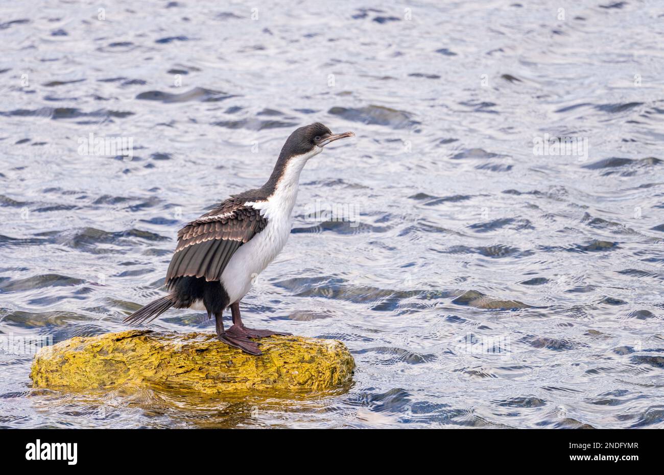 Einzelne kaiserliche Seevögel auf einem Felsen in Punta Arenas in Chile Stockfoto