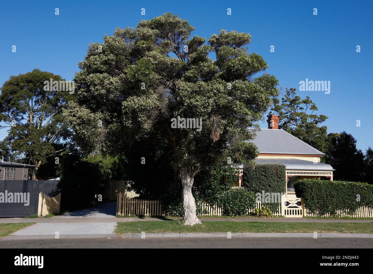 Melaleuca alternifolia Tree ist eine bekannte australische Pflanzenart, Paynesville, Victoria, Australien. Stockfoto