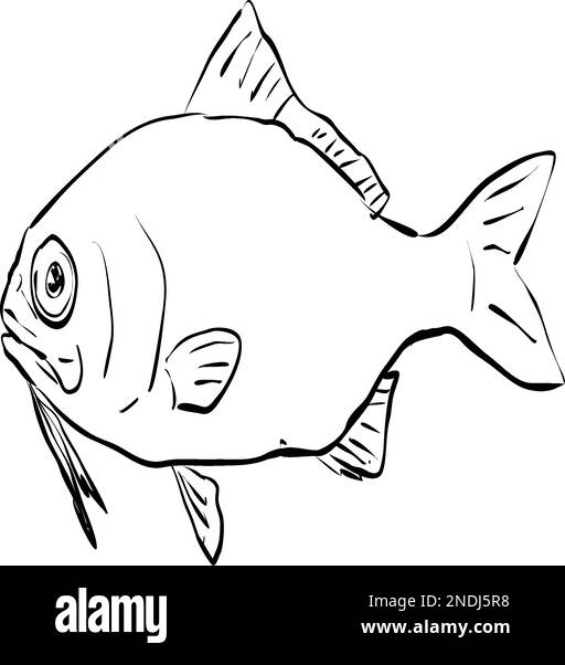 Zeichentrickzeichnung eines beardfish, eines auf Hawaii und hawaiianische Inselgruppen endemischen Fischs, auf isoliertem Hintergrund in Schwarz und Weiß. Stock Vektor