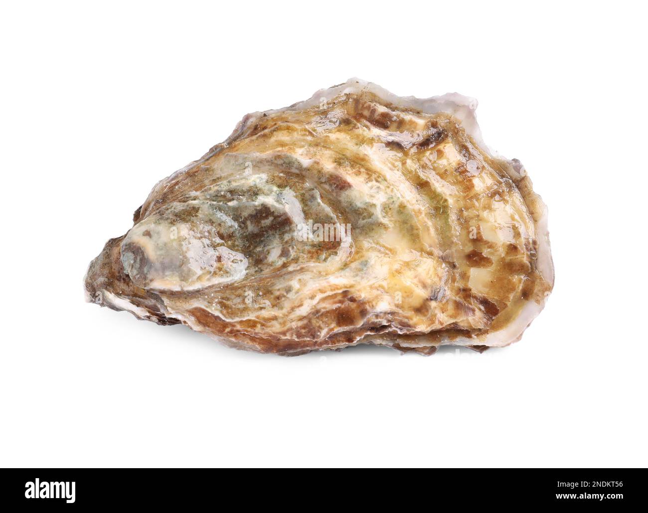 Frische, rohe, geschlossene Auster, auf weiß isoliert Stockfoto