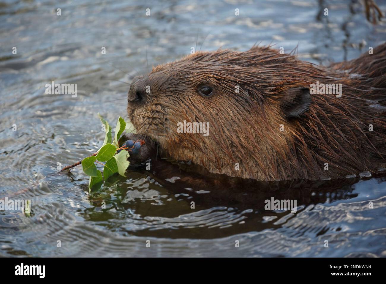 Nordamerikanische Biber (Castor canadensis), die Saskatoon-Beeren und -Blätter (Amelanchier alnifolia) in einem Teich in Alberta, Kanada, essen. Stockfoto