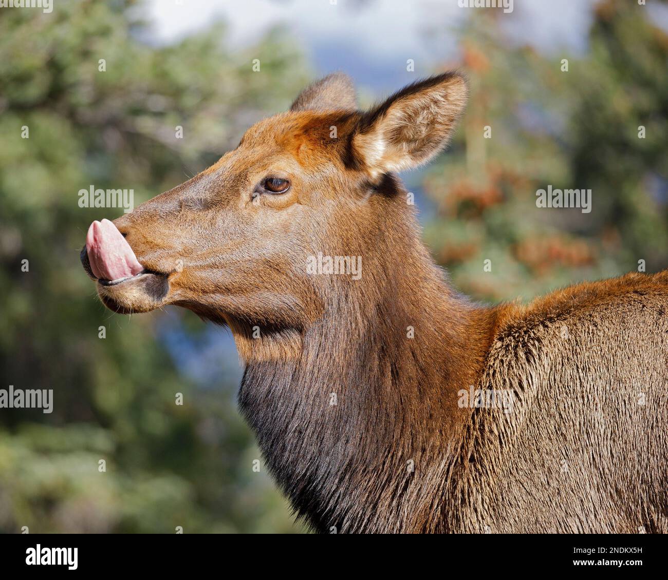 Weiblicher Elch leckt sich die Nase mit der Zunge. Jasper National Park, Alberta, Kanada. Cervus canadensis Stockfoto