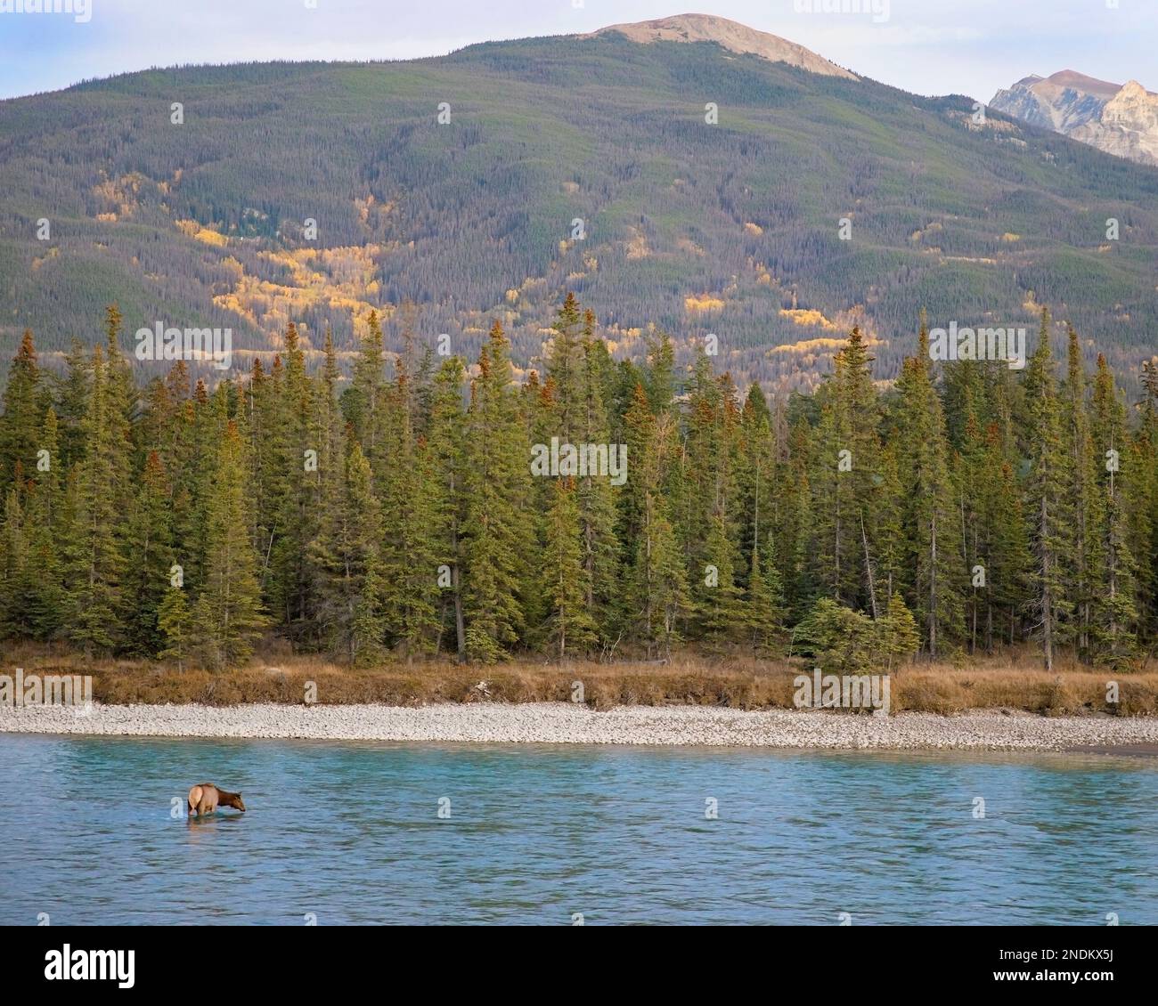 Wapitihirsche, die Wasser aus dem Athabasca River in den Rocky Mountains des Jasper National Park, Alberta, Kanada, trinken. Cervus canadensis Stockfoto