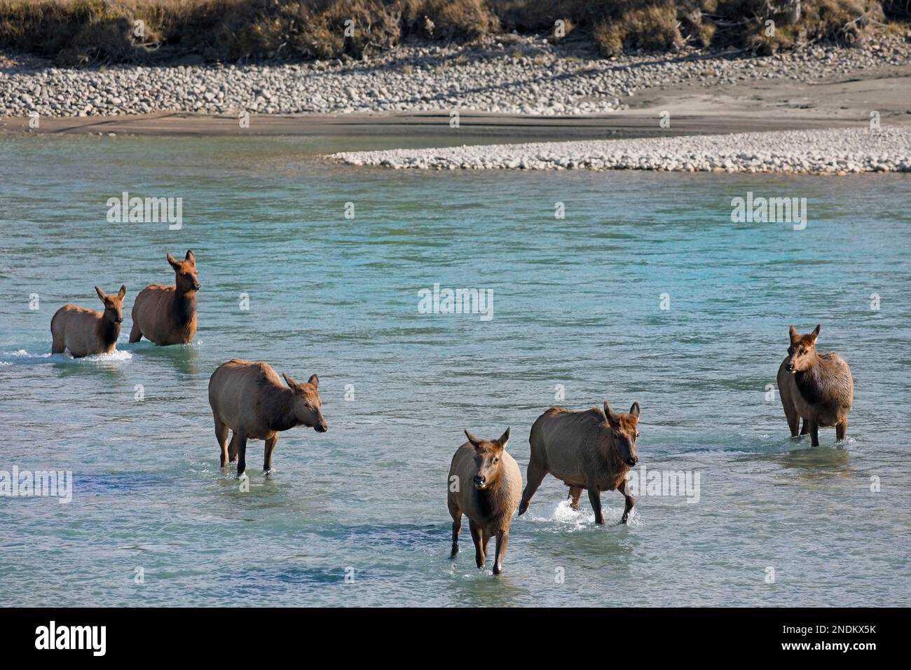 Wapitis-Herde mit sechs weiblichen Tieren, die den Athabasca River im Jasper National Park, Alberta, Kanada, überqueren. Cervus canadensis Stockfoto