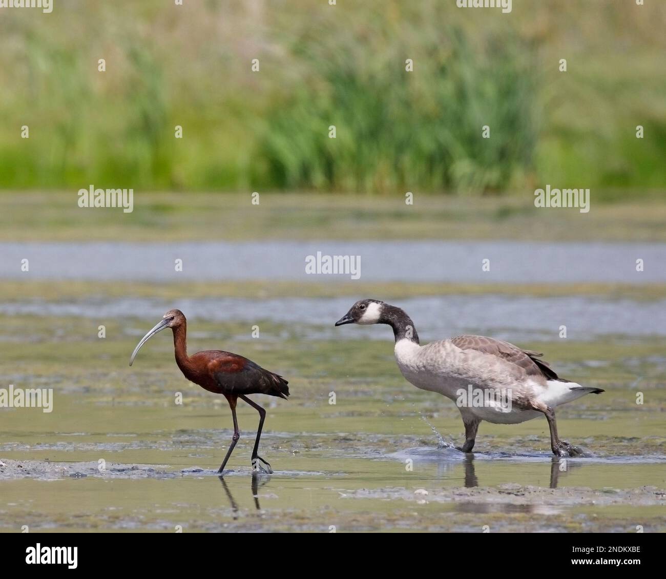 Weißgesicht-Ibis (Plegadis chihi) und unreife Kanadische Gans (Branta canadensis), die durch ein Feuchtgebiet im Fish Creek Provincial Park, Calgary, Kanada, waten Stockfoto