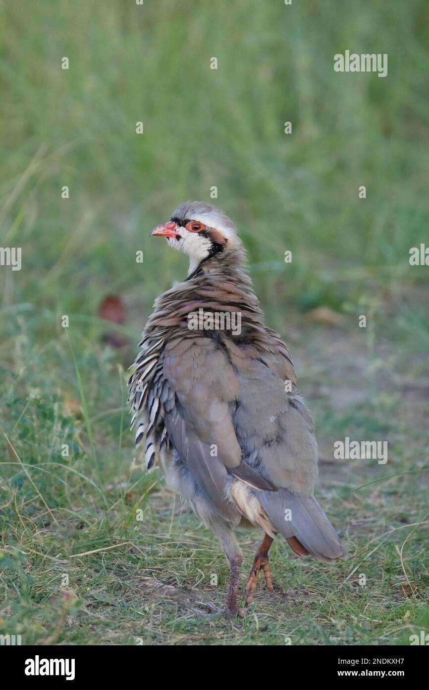 Chukar Partridge mit Federn, die über den Boden durch Wiesengras wandern. Alectoris Chukar Stockfoto