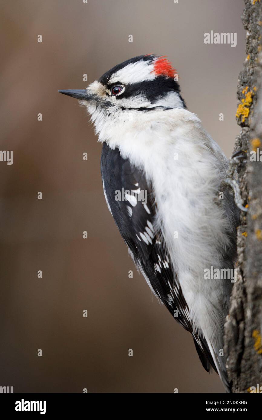 Ein männlicher, heruntergekommener Woodpecker-Vogel auf einem Baumstamm in Carburn Park, Calgary, Alberta, Kanada Stockfoto