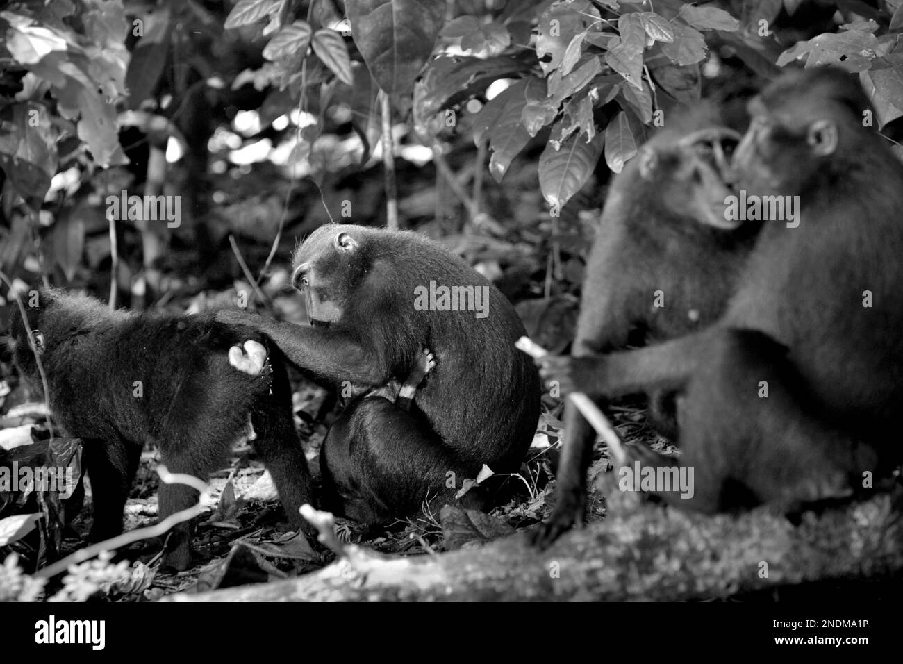 Eine Gruppe von Sulawesi-Schwarzkammmakaken (Macaca nigra) wird während ihrer sozialen Aktivitäten im Naturschutzgebiet Tangkoko, North Sulawesi, Indonesien, fotografiert. Sozialisieren ist eine von fünf Klassen von Makaken-Aktivitäten, die von Timothy O'Brien und Margaret Kinnaird in ihrer ersten Veröffentlichung im International Journal of Primatology identifiziert wurden. Stockfoto