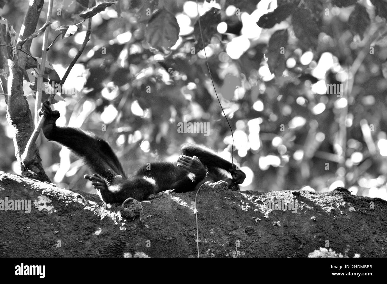 Eine Sulawesi-Schwarzkammmakake (Macaca nigra) hält an, um auf einem Ast im Naturschutzgebiet Tangkoko, Nord-Sulawesi, Indonesien, zu forschen. Ruhen ist eine der fünf Klassen von makaken Aktivitäten, die Timothy O'Brien und Margaret Kinnaird in einem erstmals im International Journal of Primatology veröffentlichten Forschungspapier identifiziert haben. In der Ruhepause sitzt oder liegt ein Makake, „aber nicht mit sozialen Aktivitäten, einschließlich Autogrooming, beschäftigt ist“. Der endemische Primat Sulawesi ruht zu 19,5 Prozent seiner Zeit. Stockfoto