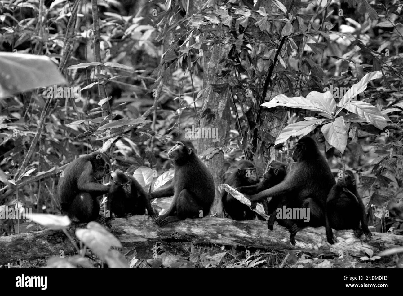 Eine Truppe von Sulawesi Schwarzkammmakaken (Macaca nigra) ist im Naturschutzgebiet Tangkoko, Nord-Sulawesi, Indonesien, an sozialen Aktivitäten beteiligt. „Social“ ist eine der fünf Klassen makaken Aktivitäten, die Timothy O'Brien und Margaret Kinnaird in einem erstmals im International Journal of Primatology veröffentlichten Forschungspapier identifiziert haben. Der endemische Primat von Sulawesi verbringt 21,8 Prozent seiner Zeit damit, soziale Aktivitäten zu betreiben, sagt der Bericht. Und er verbringt mehr als 60 % des Tages vor Ort. Stockfoto