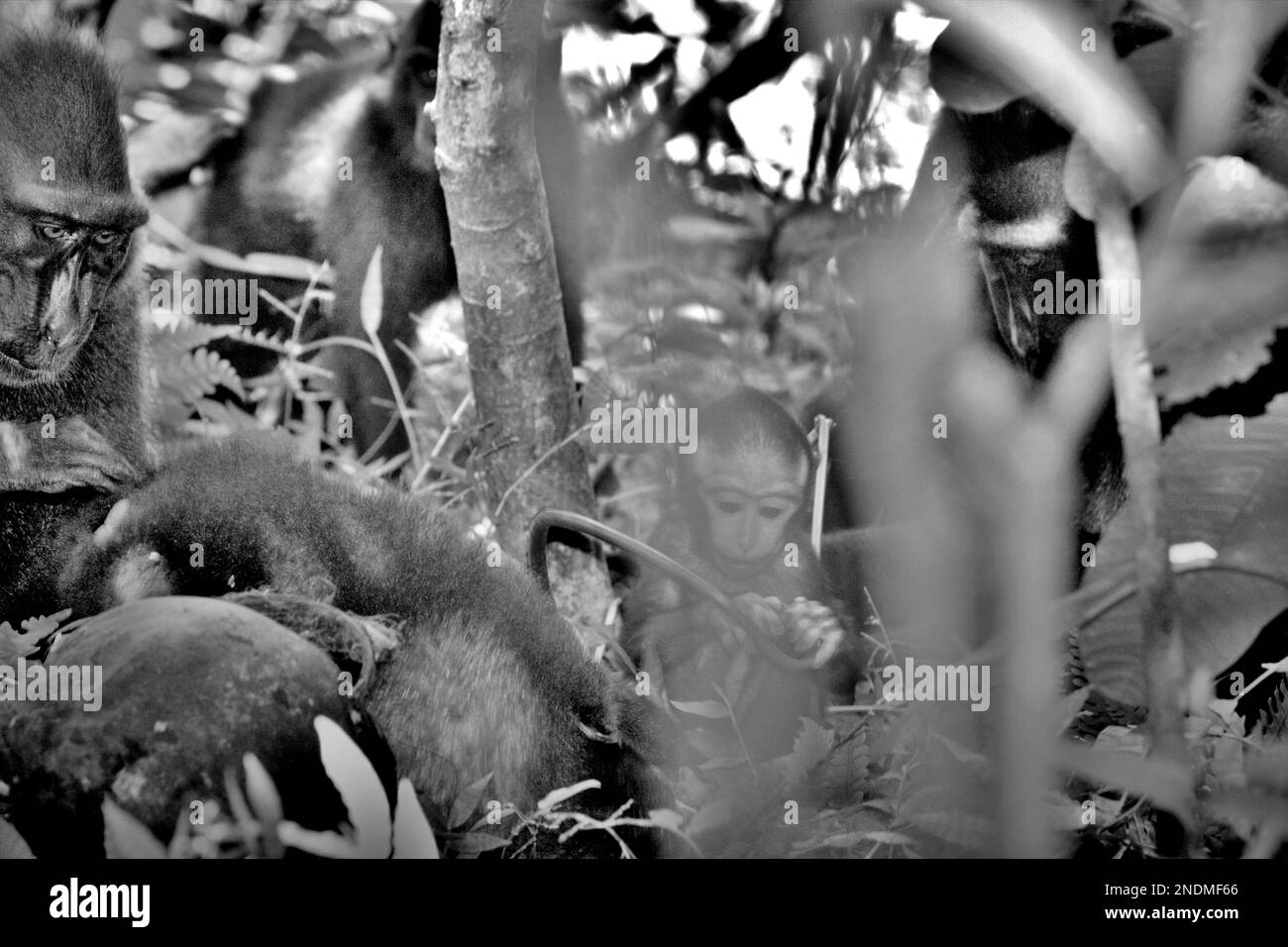 Ein Säugling von Sulawesi-Schwarzkammmakaken (Macaca nigra) spielt, da er mitten in erwachsenen weiblichen Individuen im Naturschutzgebiet Tangkoko, North Sulawesi, Indonesien, auf dem Boden sitzt. Stockfoto