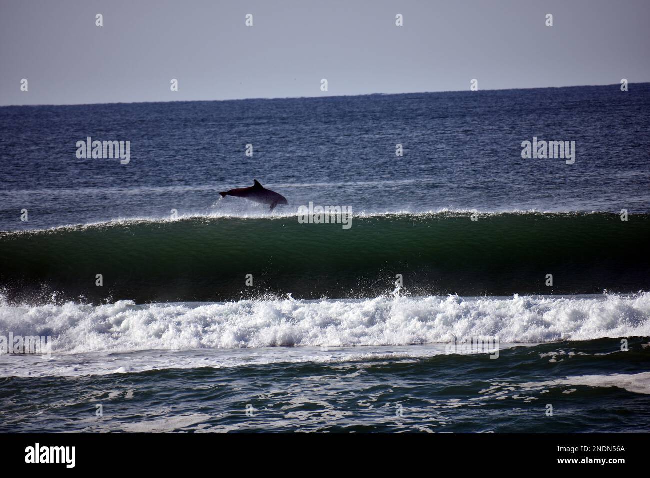 Delfine springen aus dem Wasser hinter einer Welle im Meer Stockfoto