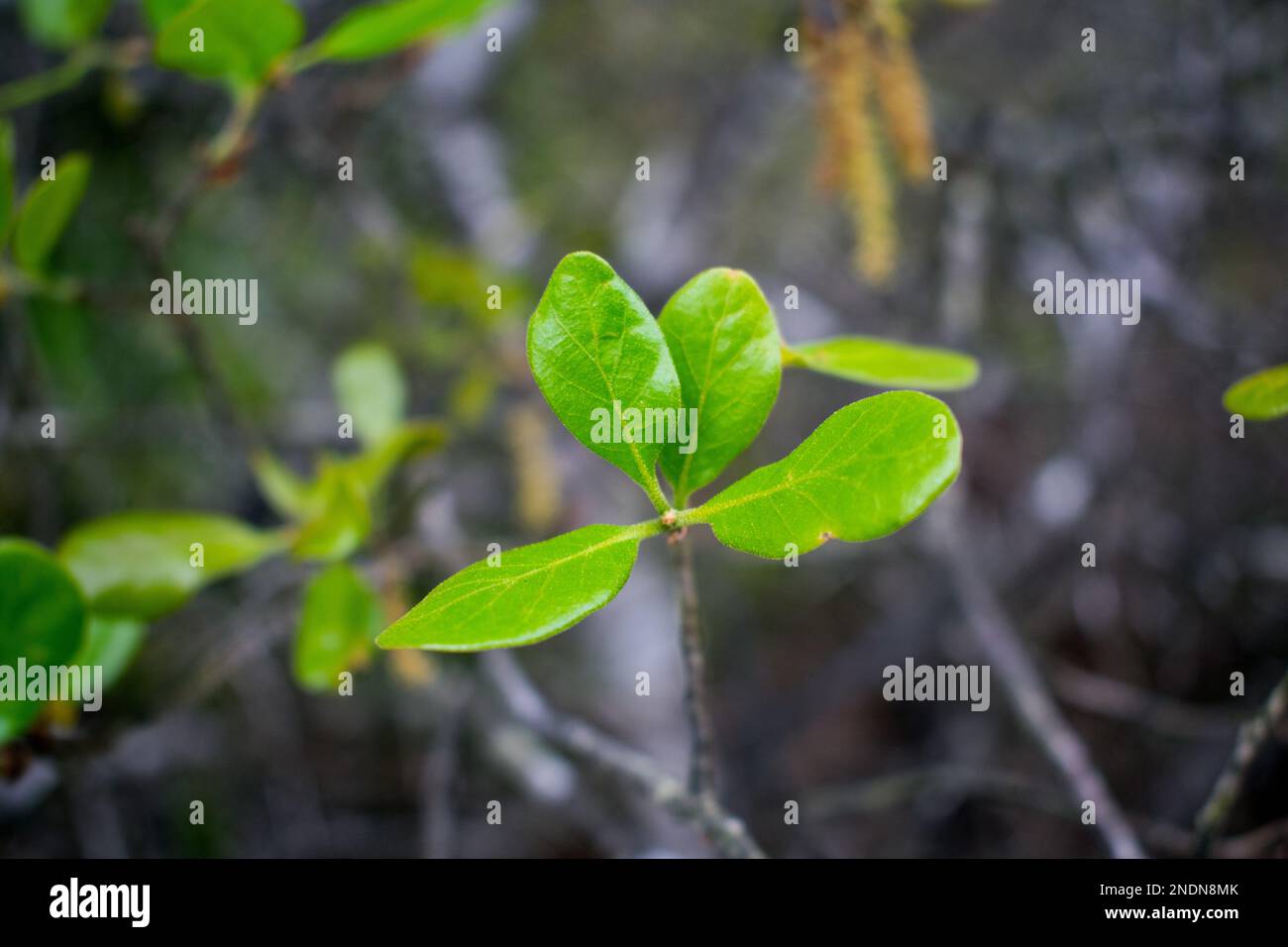Nahaufnahme der Blätter einer jungen Myrtle-Eiche (Quercus myrtifolia) Stockfoto