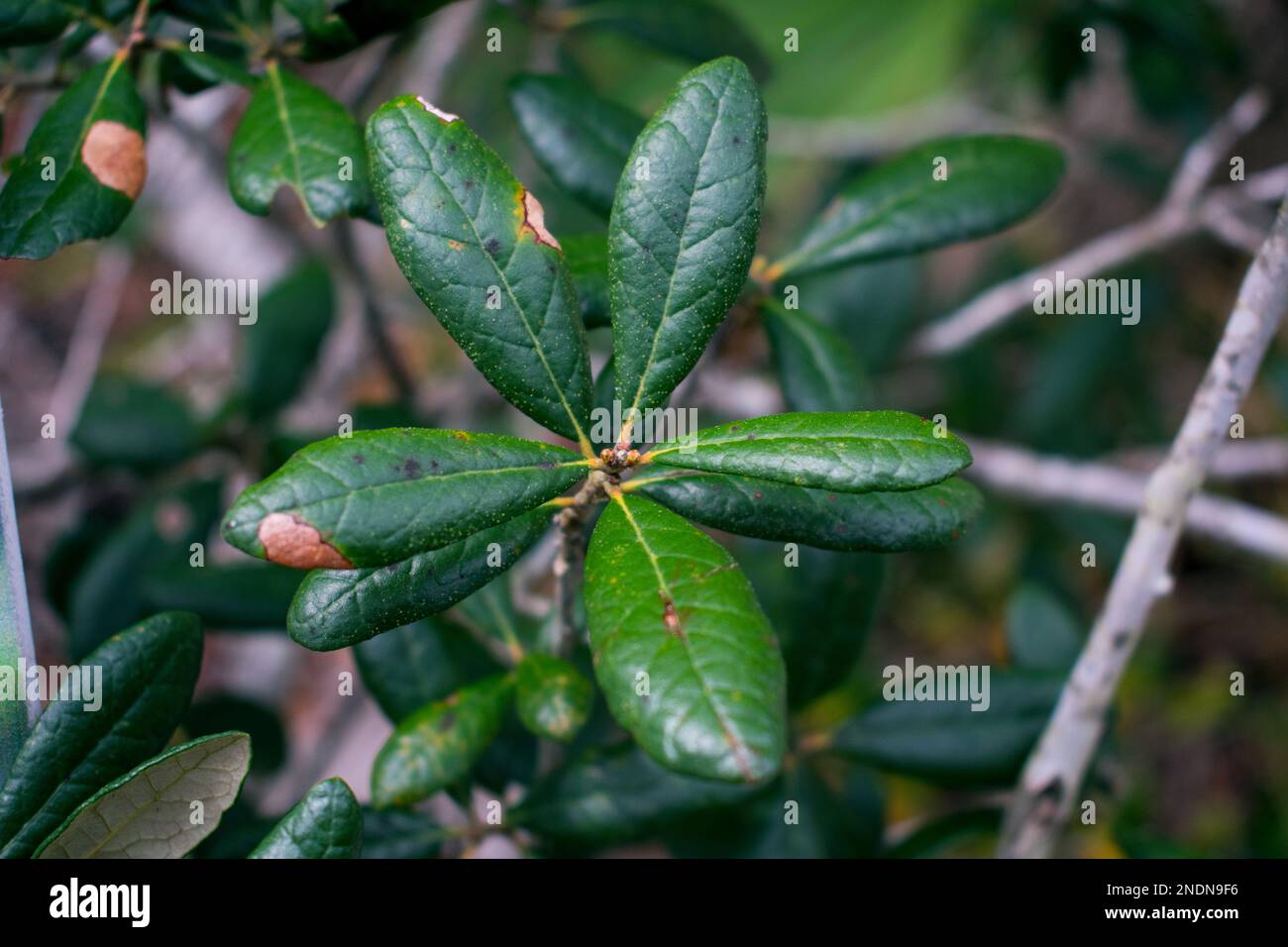 Nahaufnahme der Blätter einer Sand Live Eiche (Quercus geminata) Stockfoto