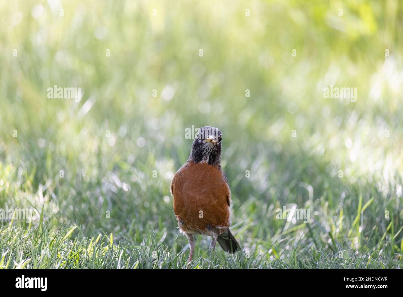 Amerikanischer Robin steht im Gartengras. Stockfoto