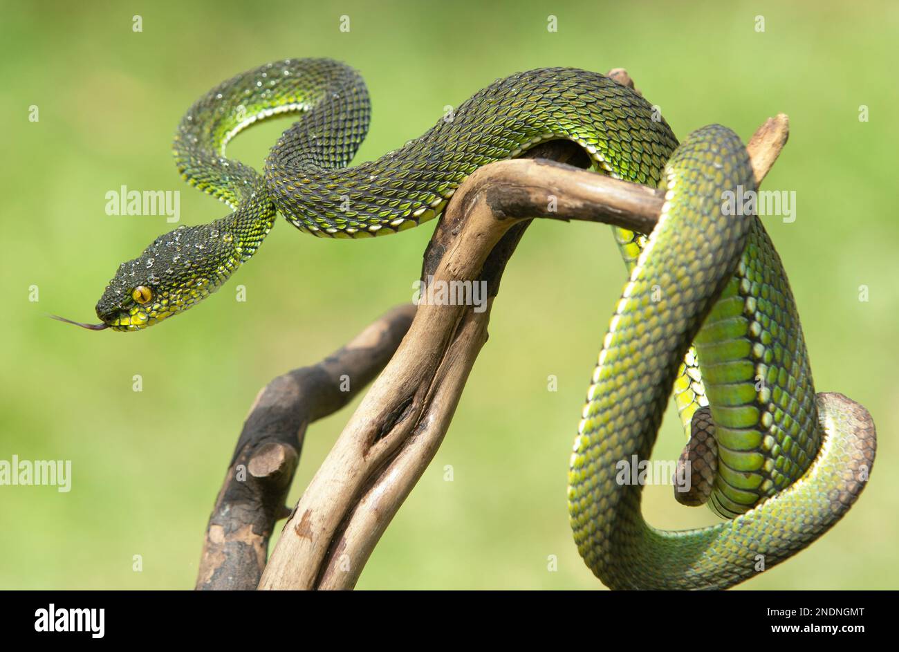 Wunderschöne Green Viper Snake aus der Nähe Stockfoto