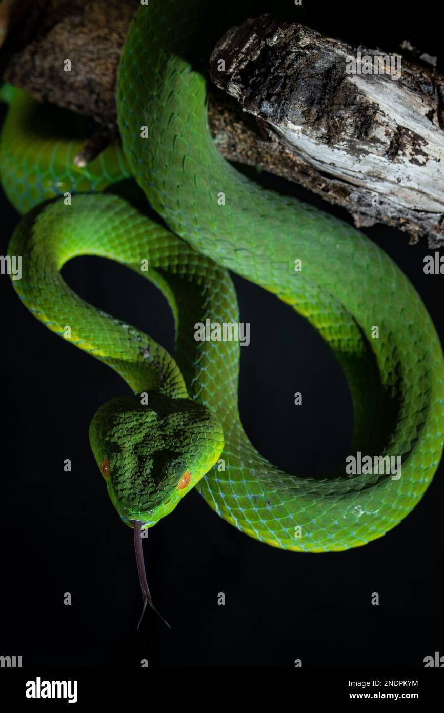 Wunderschöne Green Viper Snake aus der Nähe Stockfoto