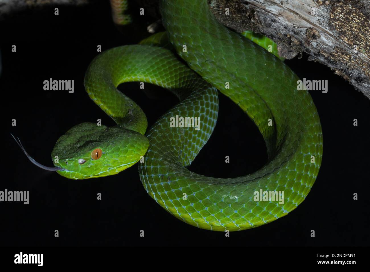 Wunderschöne Green Viper Snake aus der Nähe Stockfoto