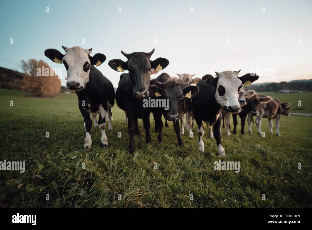 Eine Herde neugieriger Milchvieh (Bos taurus), die auf einem Feld in Richtung Kamera geht Stockfoto