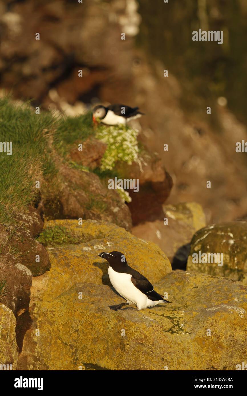 Ein einzelner Razorbill (Alca torda) auf einer felsigen Klippe mit einem atlantischen Puffin (Fratercula Arctica) im Hintergrund. Aufgenommen an den Latrabjarg-Vogelklippen Stockfoto