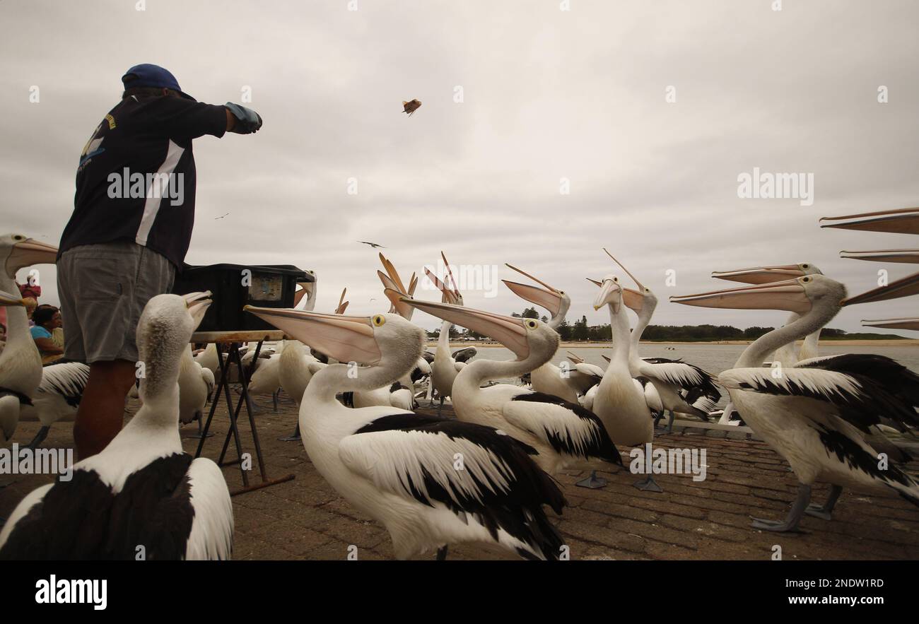 Eine Gruppe australischer Pelikane (Pelecanus conspicillatus) wird zusammen mit einer täglichen Gesundheitskontrolle gefüttert. Aufgenommen am Eingang, NSW, Australien. Stockfoto