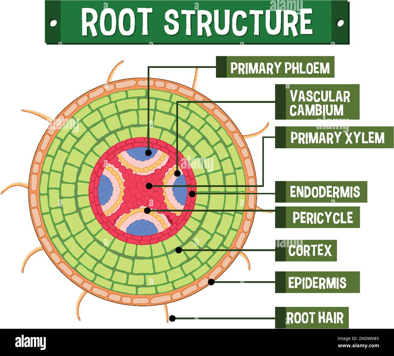 Interne Struktur der Darstellung des Wurzeldiagramms Stock Vektor