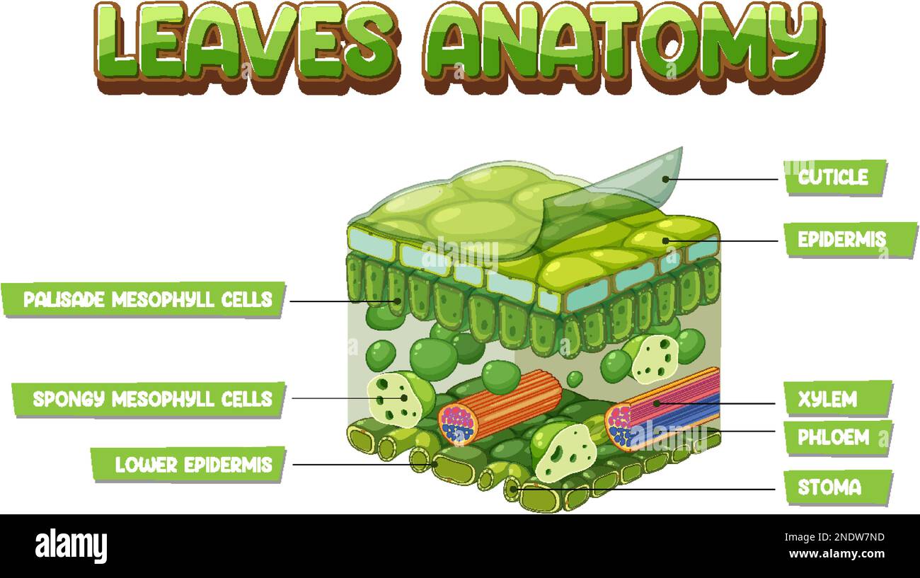 Darstellung des inneren Aufbaus des Blattdiagramms Stock Vektor