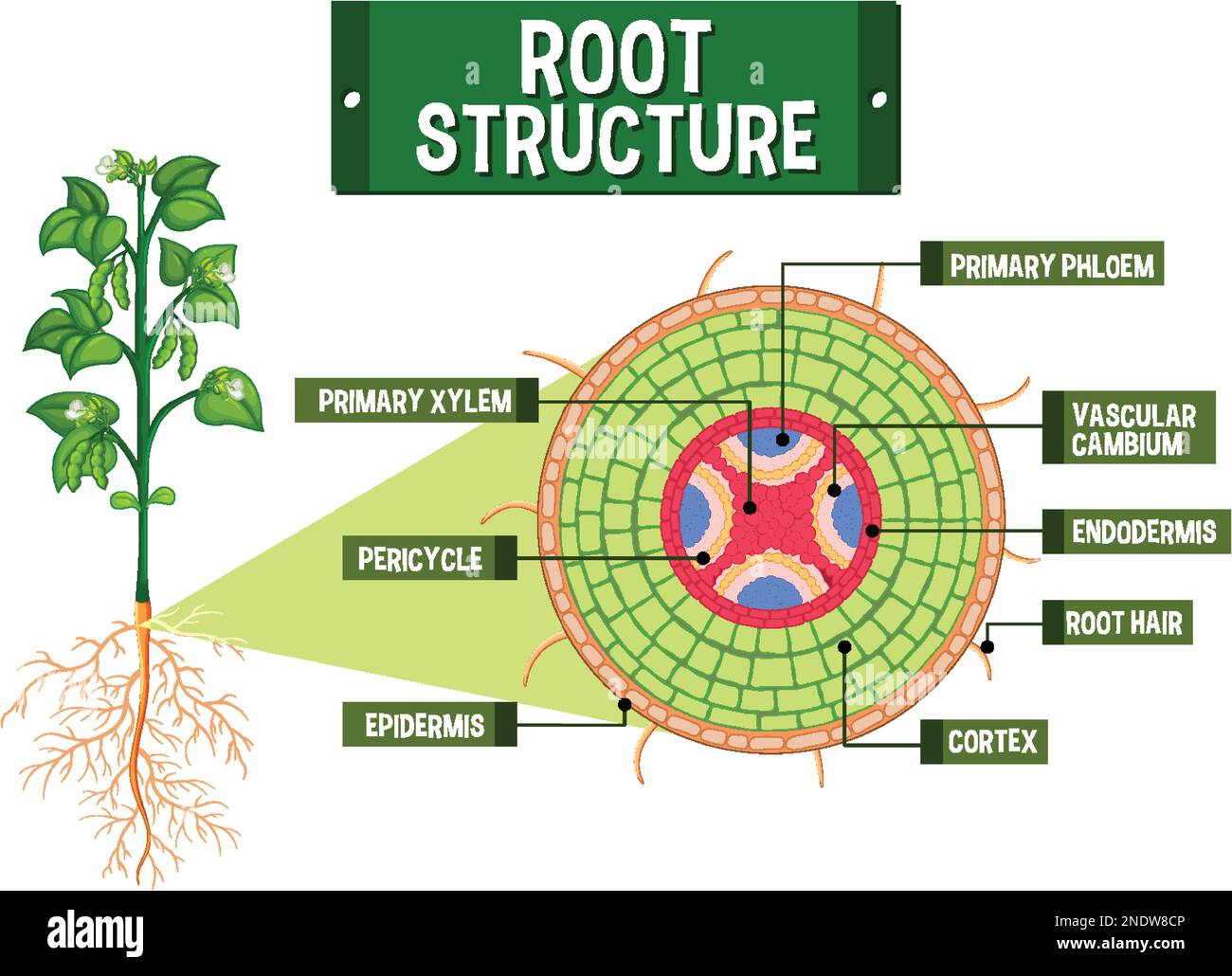 Interne Struktur der Darstellung des Wurzeldiagramms Stock Vektor