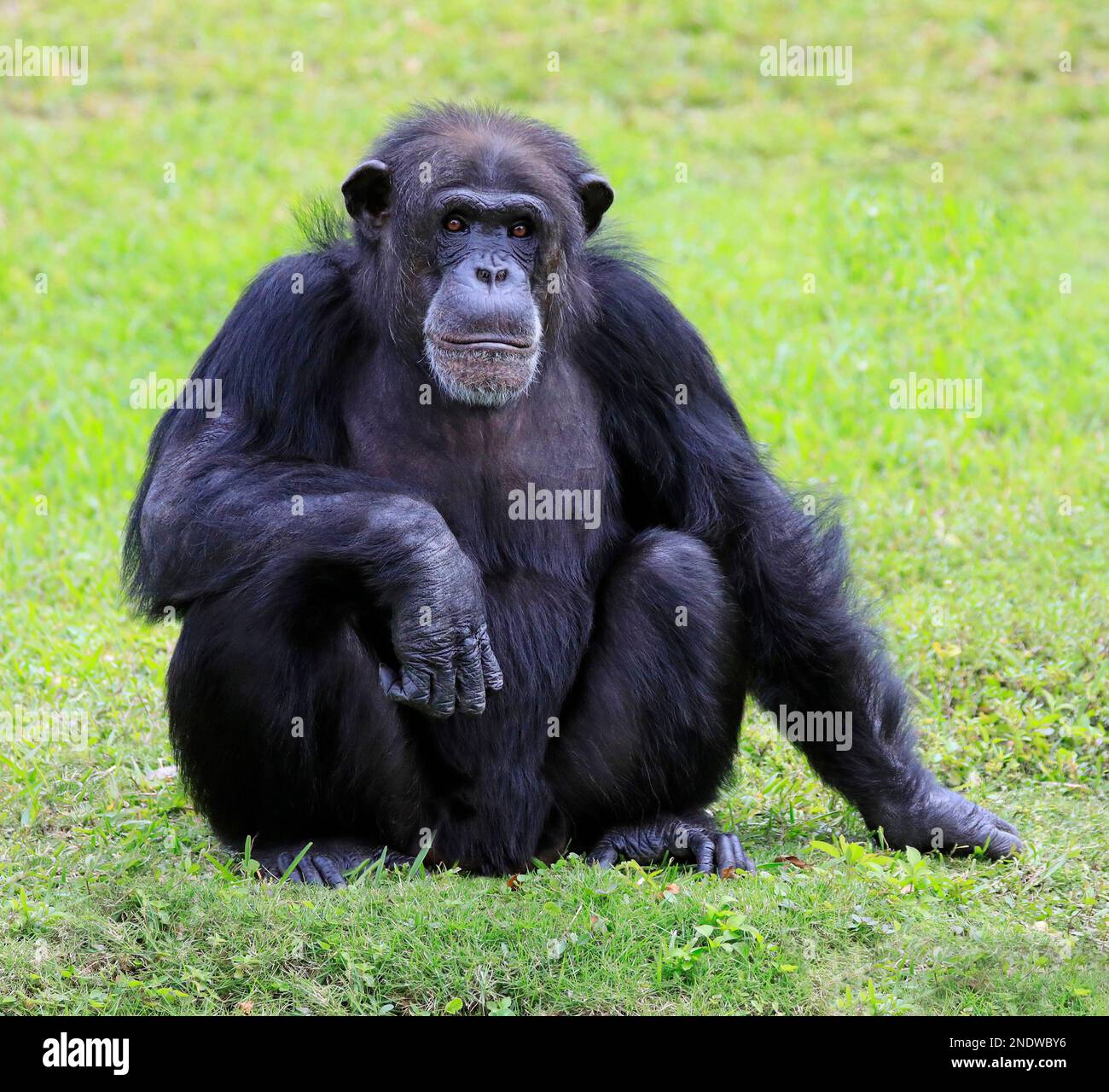 Schimpanse sitzt auf Gras mit grünem Hintergrund Stockfoto
