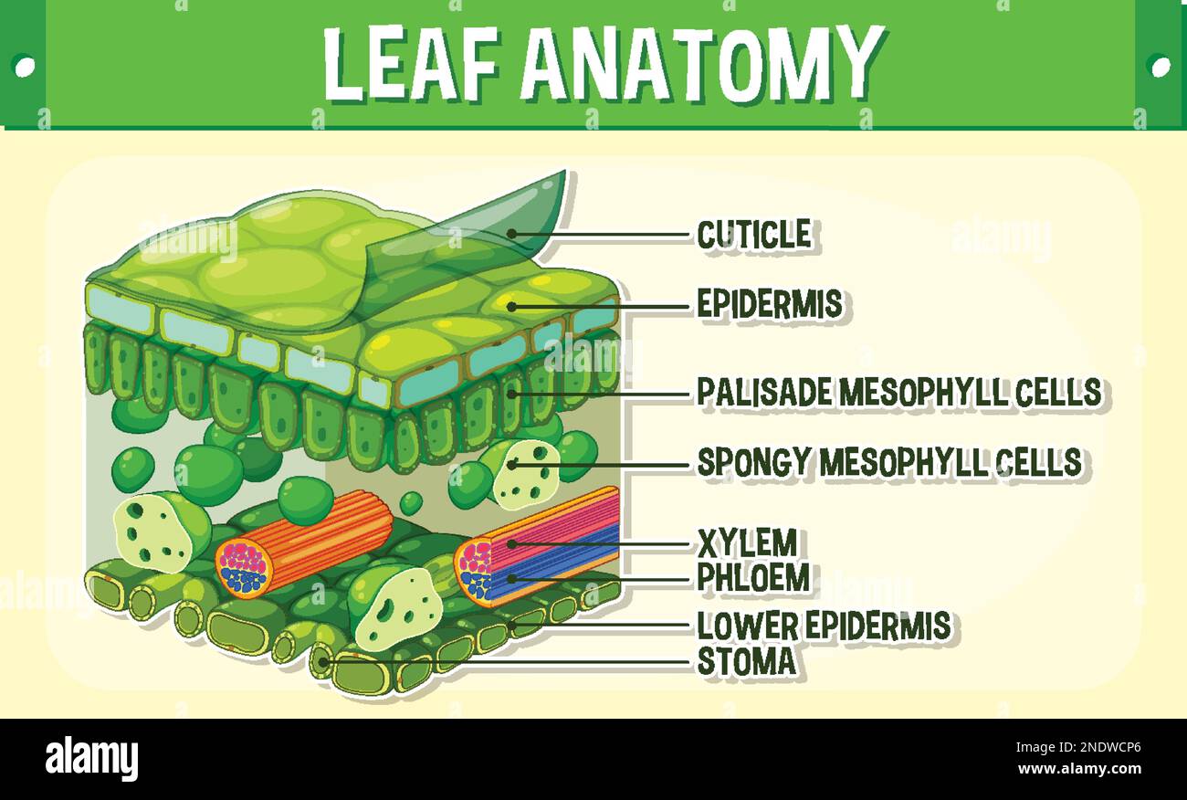 Darstellung des inneren Aufbaus des Blattdiagramms Stock Vektor
